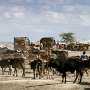 Tanzania _ Sinya - Maasi traffic jam